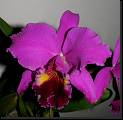 Cattleya hibrida lila * Rodrigo Remolina
 * Rodrigo Remolina
